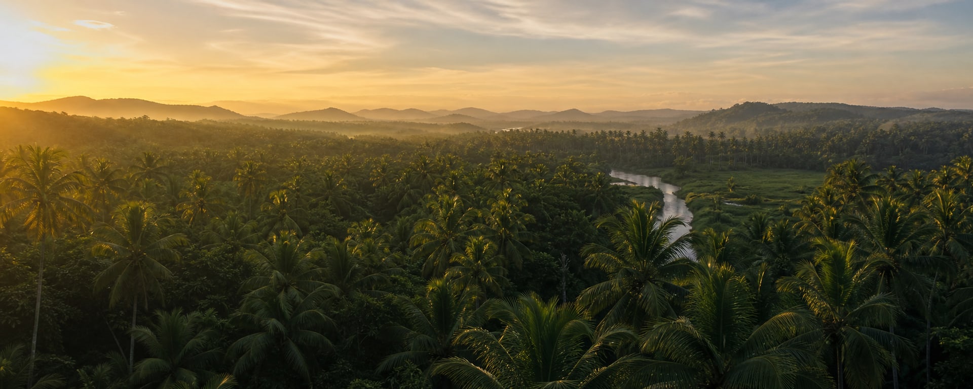 Kerala coconut groves